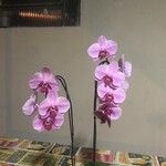 Papilionanthe teres Çiçek