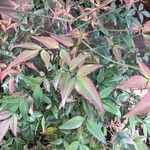 Nandina domesticaFolha