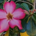 Adenium obesumFlower