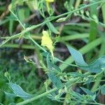 Linaria genistifolia Ostatní