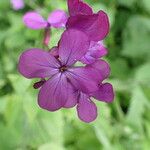 Lunaria annua Flor