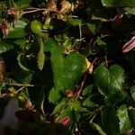 Campanula betulifolia Leaf