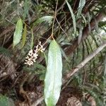 Citronella sarmentosa Flor