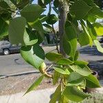 Dalbergia sissoo Leaf