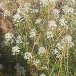 Lepidium montanum Flower