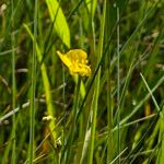 Ranunculus lingua Flors