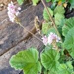 Francoa appendiculata Хабит