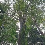 Streblus elongatus 樹皮