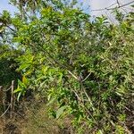 Salix pedicellata Habit