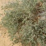 Nucularia perrinii Hábito