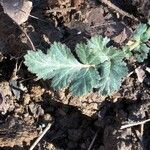 Geum canadense Blad