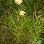 Hieracium berardianum Libunga