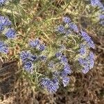 Cardopatium corymbosum Flor