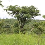 Pterocarpus angolensis Hábito