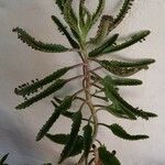 Kalanchoe daigremontiana Φύλλο