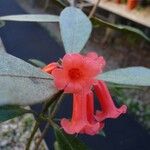 Rhododendron apoanum Flower