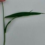 Setaria vulpiseta 葉