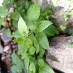 Stellaria nemorum Leaf