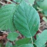 Rubus vestitus Blatt