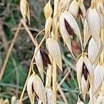 Avena sativa Fruit