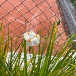 Dietes bicolor Blomst