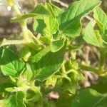 Solanum physalifolium Liść