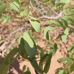 Colophospermum mopane برگ