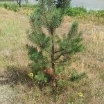 Pinus sylvestris Blatt