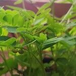 Phyllanthus niruri 果実