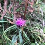 Centaurea nigraFlor