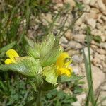 Rhinanthus major Кора