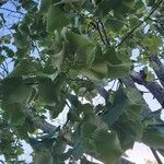 Tilia tomentosa Leaf