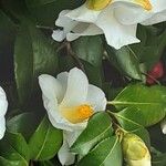 Camellia oleifera Цветок