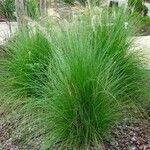 Muhlenbergia lindheimeri 葉