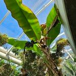 Musa acuminata Plante entière