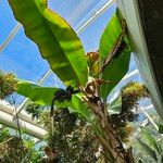 Musa acuminata 整株植物