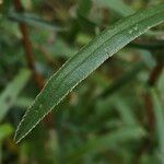 Achillea ptarmica Folha