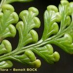 Culcita macrocarpa Φύλλο