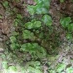 Adiantum reniforme Лист