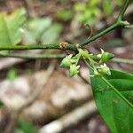 Vangueriella chlorantha Flor