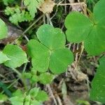 Oxalis acetosella Leaf