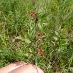 Spiraea hypericifolia Yeri