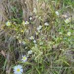 Erigeron strigosusFloro