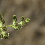 Anogramma leptophylla Plod