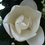 Magnolia grandifloraFlower