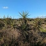 Yucca schidigera Frunză