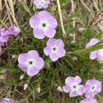 Phlox diffusa Flower