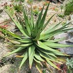 Aloe wickensii Лист