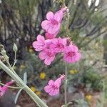 Penstemon parryi फूल