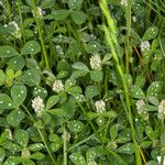 Trifolium striatum Pokrój